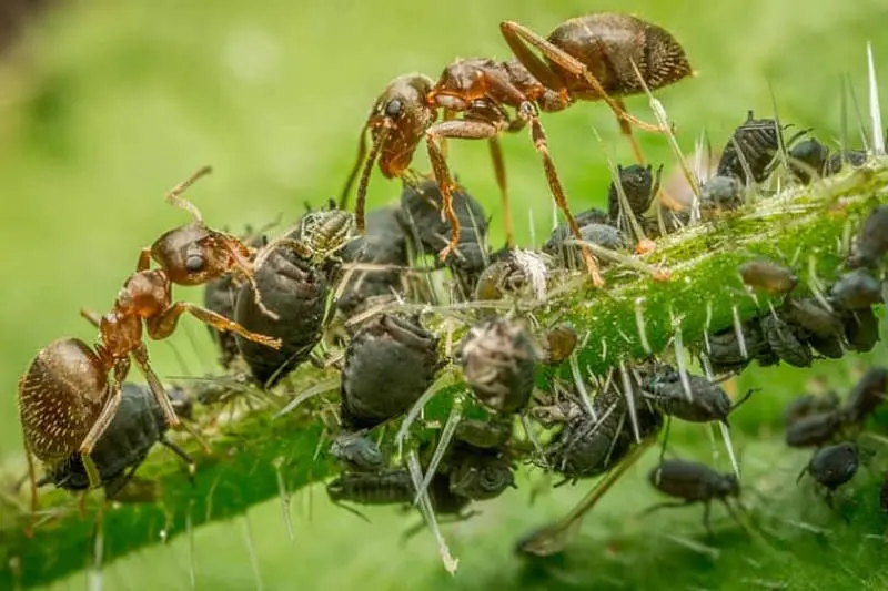 Amarai ir skruzdėlės